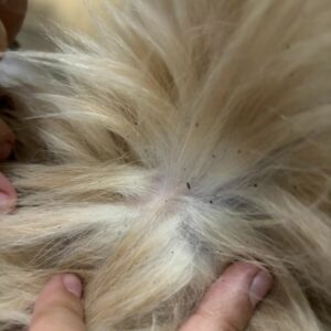 PCGO prende mulher por maus-tratos a cão que foi atropelado e não obteve o tratamento necessário