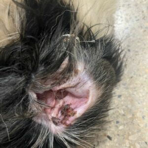 PCGO prende mulher por maus-tratos a cão que foi atropelado e não obteve o tratamento necessário