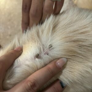 PCGO prende mulher por maus-tratos a cão que foi atropelado e não obteve o tratamento necessário