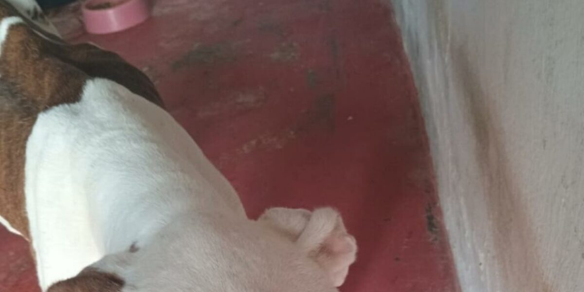 Maus-tratos animais: homem é preso, em Novo Gama, por manter cachorros em situação insalubre