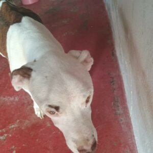 Maus-tratos animais: