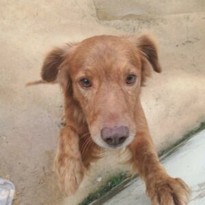 Maus-tratos animais: