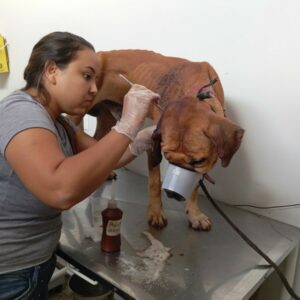 Operação Mulher + Segura: prisão em Mossâmedes