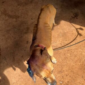 Operação Mulher + Segura: prisão em Mossâmedes