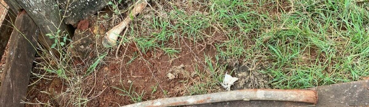 PCGO prende homem que tentou matar produtor rural a pauladas