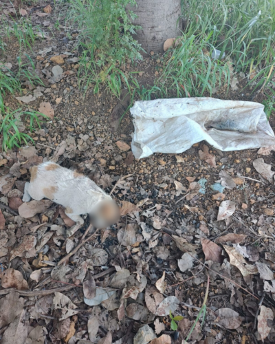 PCGO prende homem por matar filhote de cachorro a marretadas em Vianópolis