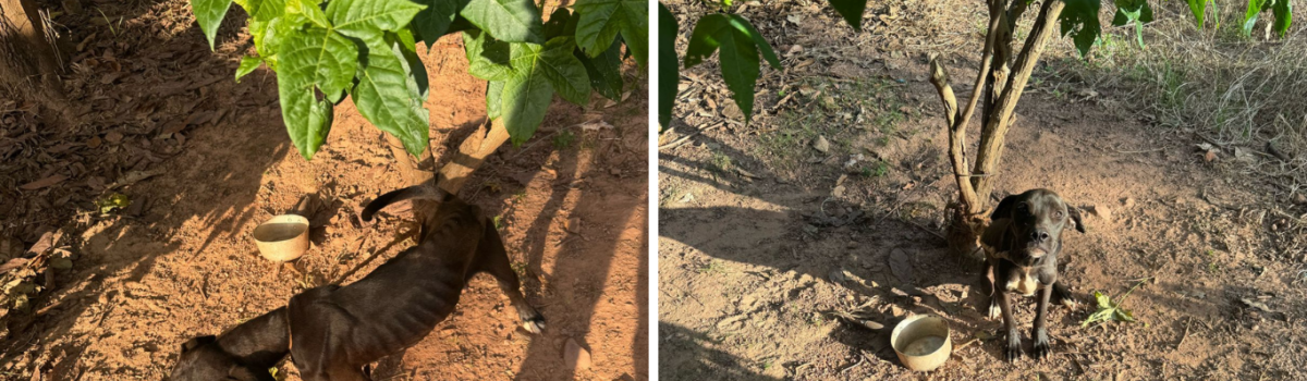 PCGO prende homem em flagrante por maus-tratos a animal em Estrela do Norte