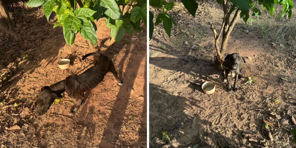 PCGO prende homem em flagrante por maus-tratos a animal em Estrela do Norte