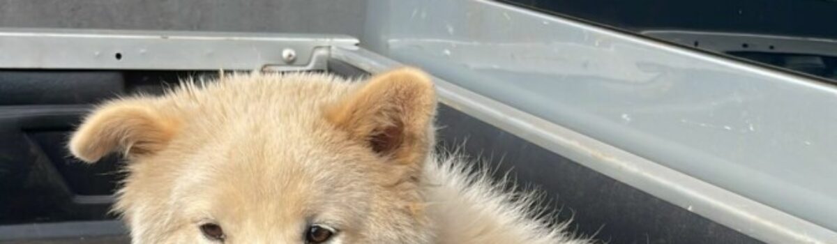 Polícia Civil resgata cachorro vítima de maus-tratos em Itumbiara e prende tutor