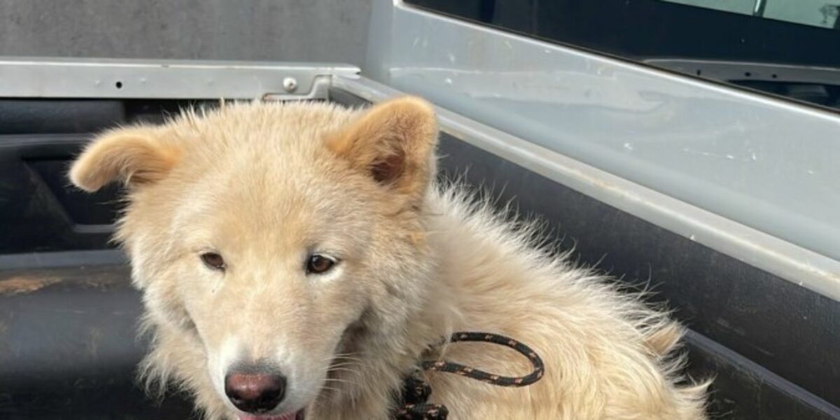 Polícia Civil resgata cachorro vítima de maus-tratos em Itumbiara e prende tutor