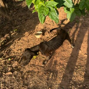 PCGO prende homem em flagrante por maus-tratos a animal em Estrela do Norte