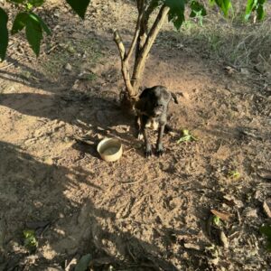 PCGO prende homem em flagrante por maus-tratos a animal em Estrela do Norte