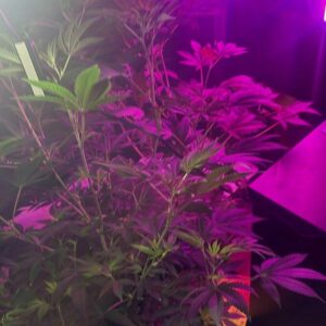 ‘Peso da Lei’ : PCGO prende investigados por venda ilegal de medicamentos para emagrecimento