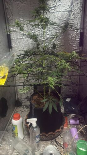 ‘Peso da Lei’ : PCGO prende investigados por venda ilegal de medicamentos para emagrecimento