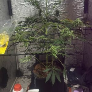 ‘Peso da Lei’ : PCGO prende investigados por venda ilegal de medicamentos para emagrecimento