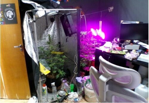 ‘Peso da Lei’ : PCGO prende investigados por venda ilegal de medicamentos para emagrecimento