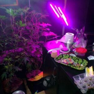 ‘Peso da Lei’ : PCGO prende investigados por venda ilegal de medicamentos para emagrecimento