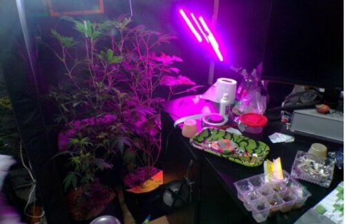 ‘Peso da Lei’ : PCGO prende investigados por venda ilegal de medicamentos para emagrecimento