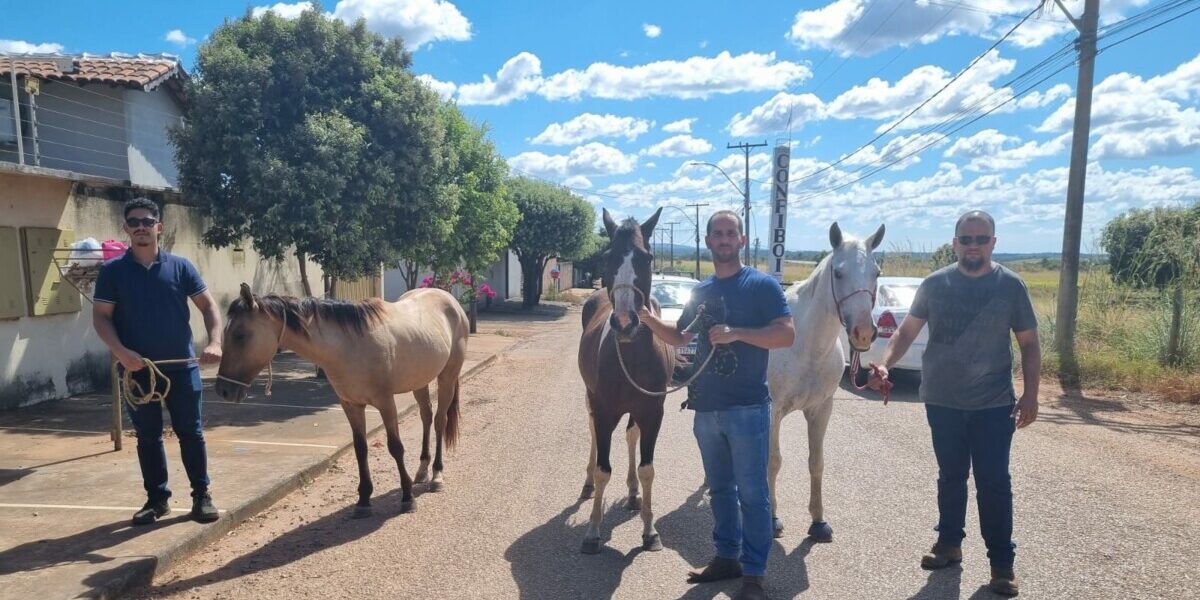 PCGO apreende adolescentes por furtos de equinos em Porangatu e recupera animais