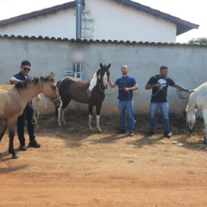 PCGO Identifica e apreende três adolescentes suspeitos de cometerem diversos furtos sequenciais de equinos em diferentes setores em Porangatu