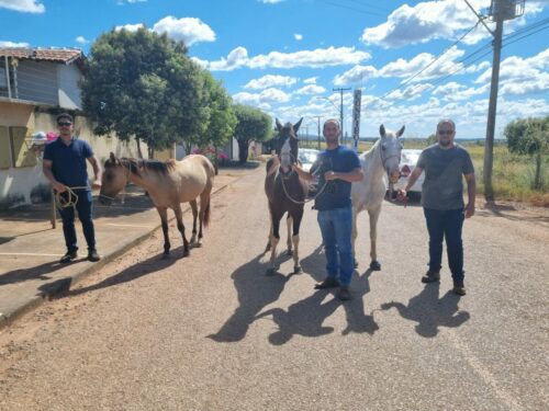 PCGO Identifica e apreende três adolescentes suspeitos de cometerem diversos furtos sequenciais de equinos em diferentes setores em Porangatu