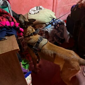 PCGO deflagra Operação Nárke contra tráfico de drogas em São João D’Aliança