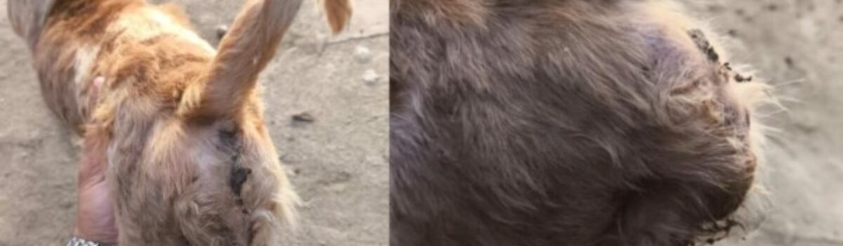 PCGO prende homem pelo crime de maus-tratos aos animais em Goiatuba