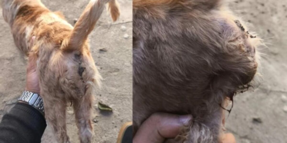 PCGO prende homem pelo crime de maus-tratos aos animais em Goiatuba