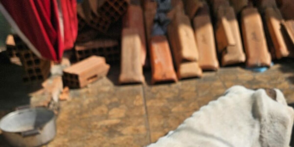PCGO resgata cães vítimas de maus-tratos e prende tutor em flagrante em Goiânia