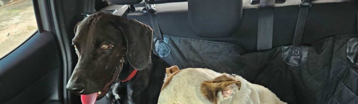 PCGO resgata cães vítimas de maus-tratos e prende tutor em flagrante em Goiânia