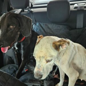 PCGO resgata cães vítimas de maus tratos e prende tutor em flagrante na capital