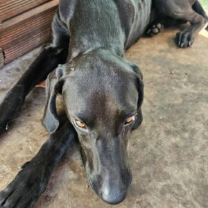 PCGO resgata cães vítimas de maus tratos e prende tutor em flagrante na capital