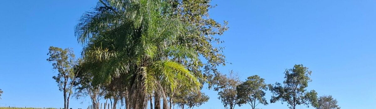 Polícia Civil apreende 27 cabeças de gado e arma irregular durante operação contra estelionato em Formoso