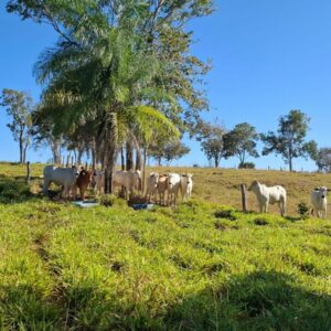 PCGO apreende 27 cabeças de gado e arma irregular durante operação contra estelionato em Formoso