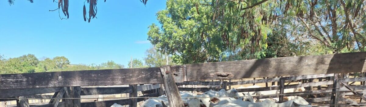 Em operação integrada, PCGO e PMGO prendem autor de furto e recupera gado em São Miguel do Araguaia
