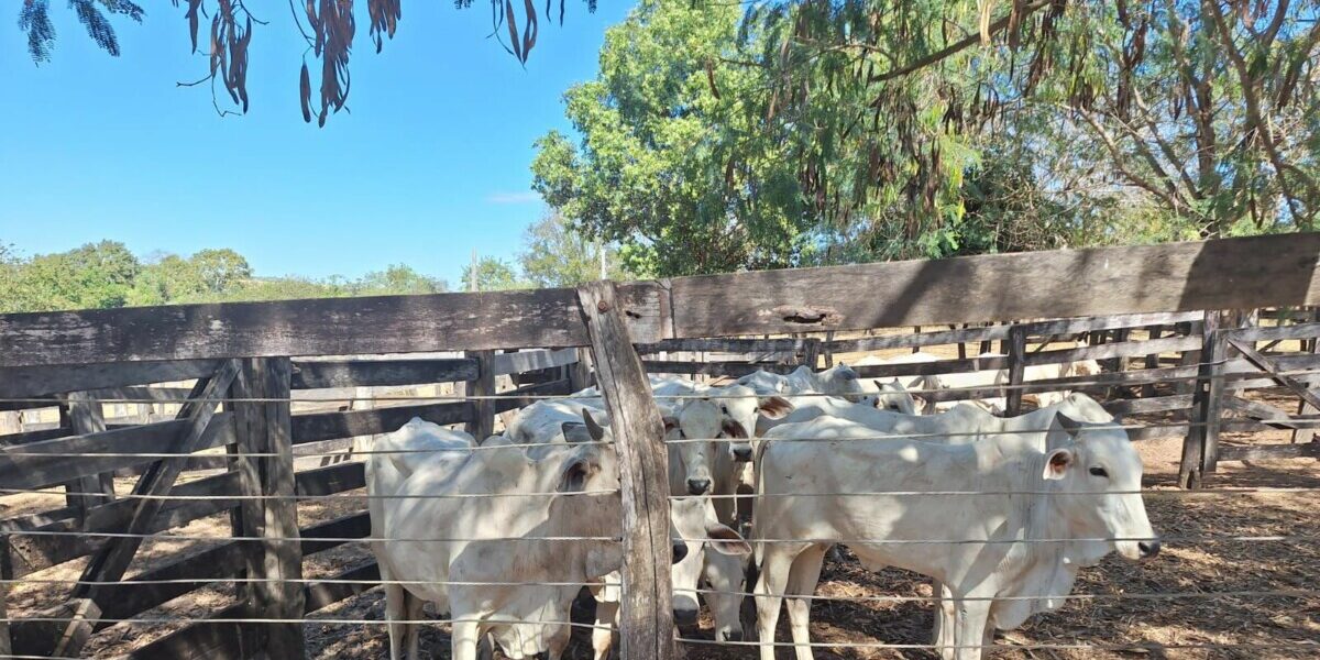 Em operação integrada, PCGO e PMGO prendem autor de furto e recupera gado em São Miguel do Araguaia