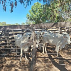 PCGO prende autor de furto e recupera gado em operação conjunta no interior