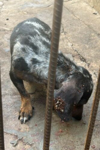 PCGO prende homem em flagrante por maus tratos a animais em Piracanjuba