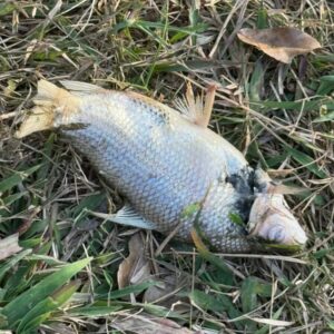 Polícia Civil investiga crime ambiental em Palminópolis; peixes foram encontrados mortos em córrego