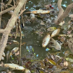 Polícia Civil investiga crime ambiental em Palminópolis; peixes foram encontrados mortos em córrego