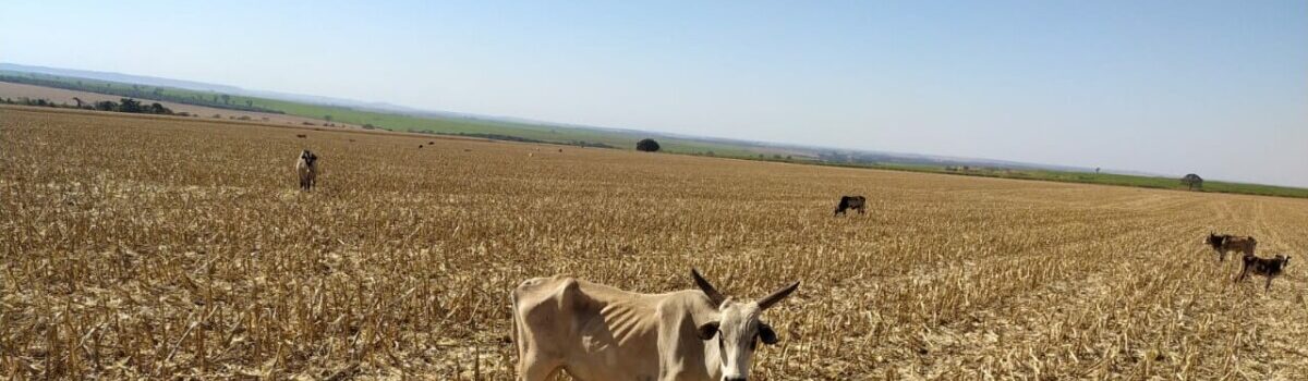 Polícia Civil investiga maus-tratos contra mais de 200 cabeças de gado em fazenda de Santa Helena de Goiás