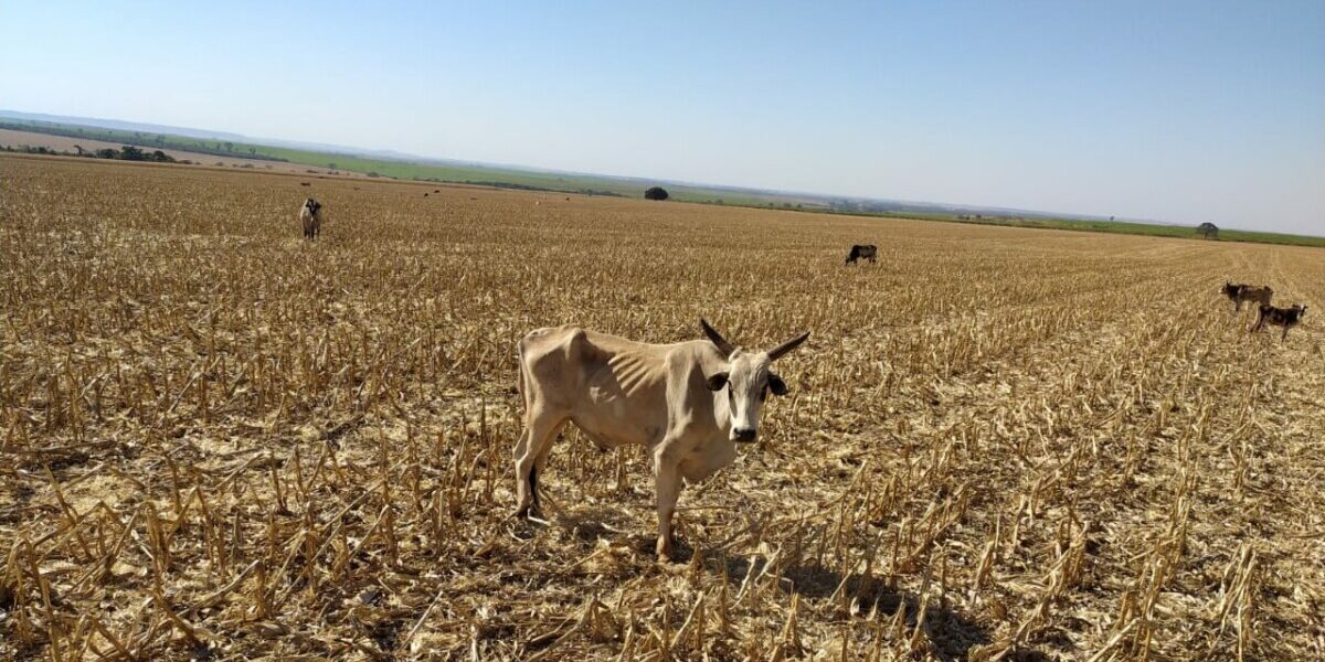 Polícia Civil investiga maus-tratos contra mais de 200 cabeças de gado em fazenda de Santa Helena de Goiás