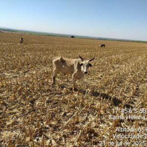 Polícia Civil investiga maus tratos contra mais de 200 cabeças de gado em fazenda de Santa Helena de Goiás