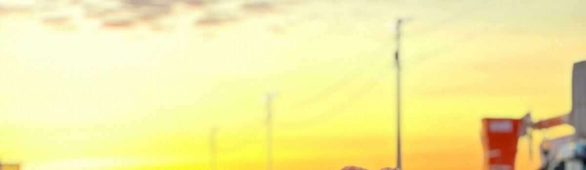 Operação Resgate: PCGO apreende 126 veículos em esquema que causou prejuízo de R$ 10 milhões a locadora de veículos