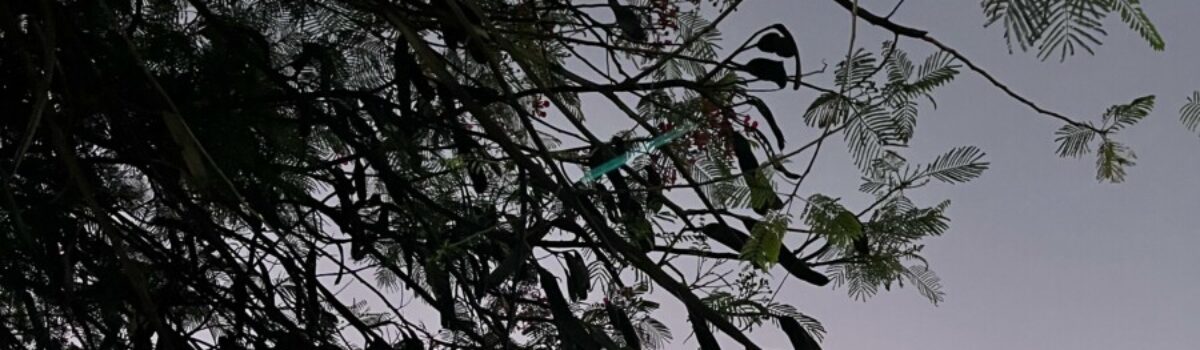 PCGO prende mulher suspeita de homicídio em Planaltina de Goiás