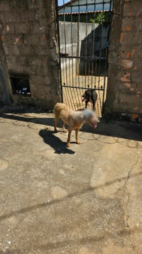 PCGO prende tutor por maus tratos; cão resgatado precisará retirar o globo ocular