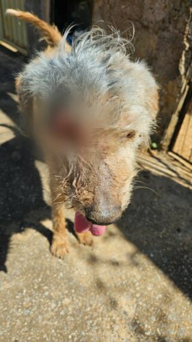 PCGO prende tutor por maus tratos; cão resgatado precisará retirar o globo ocular