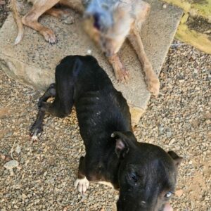 PCGO prende tutor por maus tratos; cão resgatado precisará retirar o globo ocular