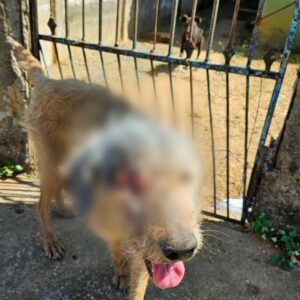 PCGO prende tutor por maus tratos; cão resgatado precisará retirar o globo ocular