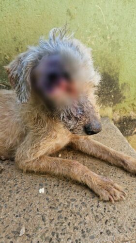 PCGO prende tutor por maus tratos; cão resgatado precisará retirar o globo ocular